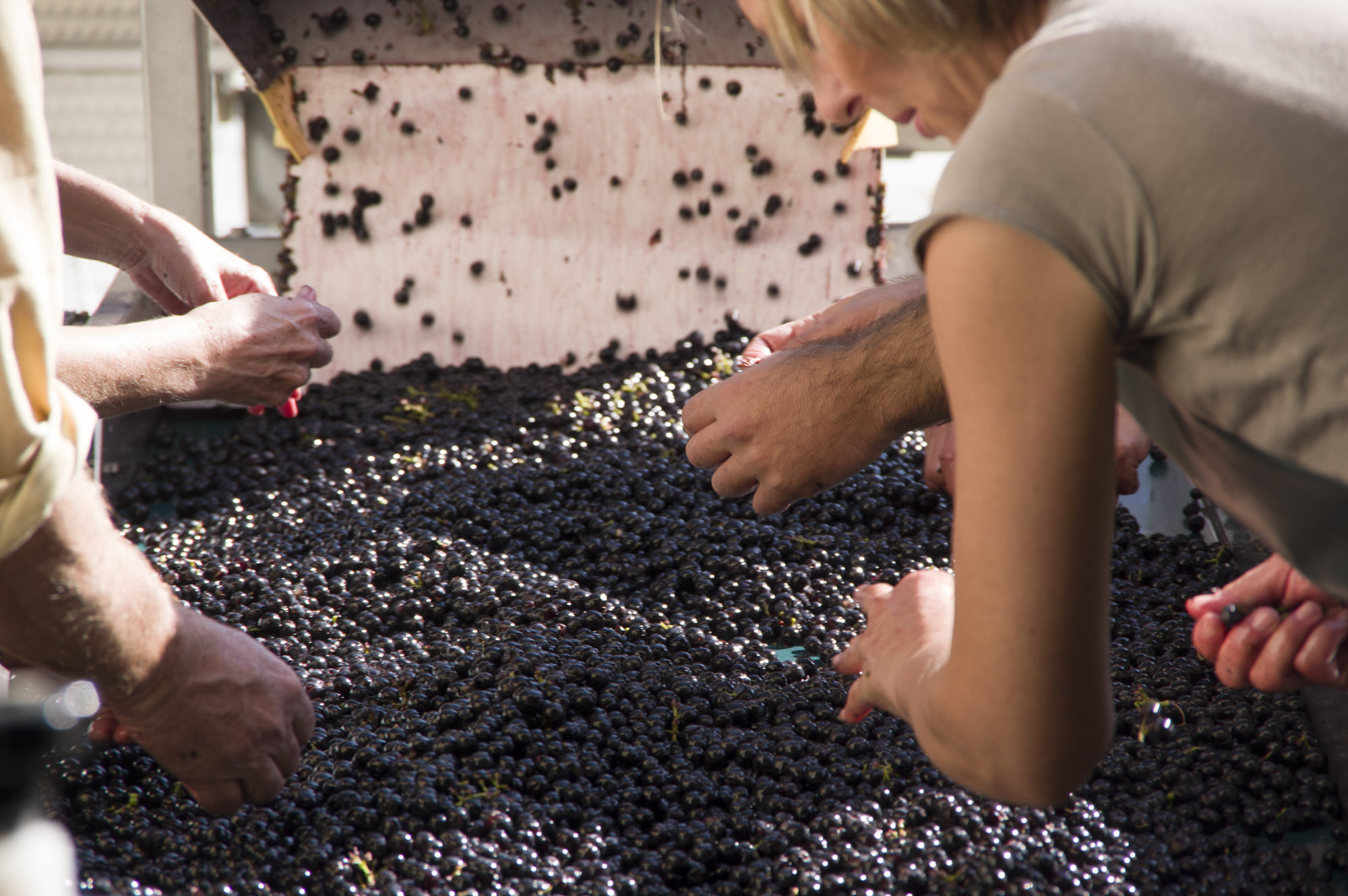 vendanges2015-16