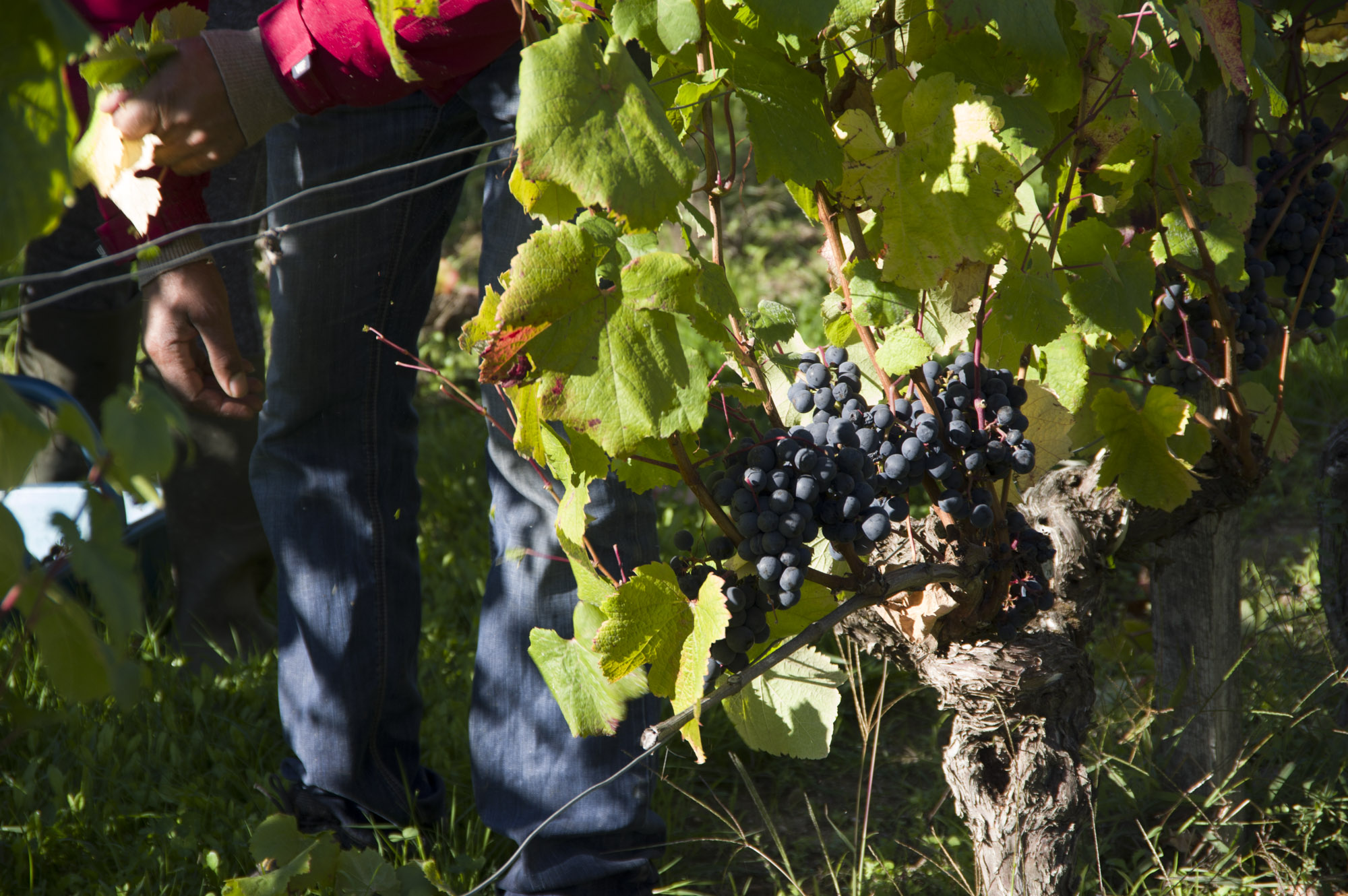 vendanges2016-13